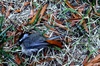 Fallen_chickadee_2
