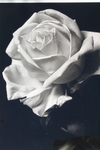 Rose_2_3 Rose_2_3