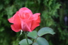 Rose_2_4