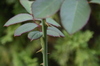Rose_thorns