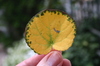 Yellow_leaf_1_1