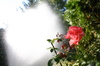 Spray_five
