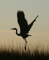 Greatblueheron