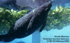 Manatee_1