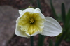 Daffodal_also