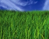 Green_grass