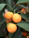 Kumquat_2