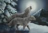 Two_wolves