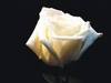 White_rose_2