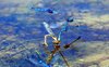Dragonflies Dragonflies
