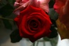 Dark_rose_2