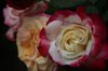 Multi_roses_2