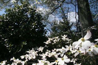 Dogwood and holly - april