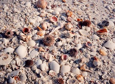 Sanibel-island-beach-shells