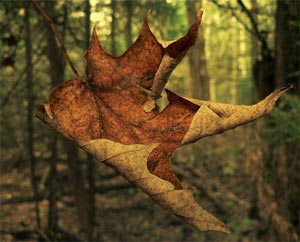 Falling-leaf