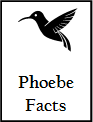 Phoebefacts Phoebefacts