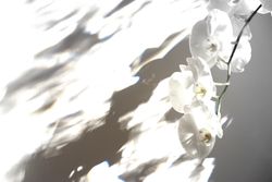 Orchid and her shadow focal color