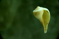 Shell study # 1 - 2011