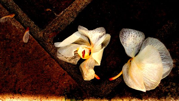 Fire orchids copyright erie chapman 2011