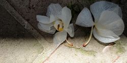 Two Fallen Orchids - 2011 - Erie Chapman