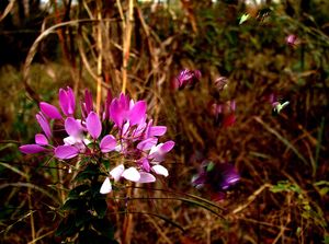 Wild flower photo-painting