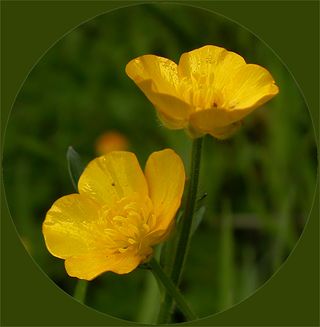 Butter cup flowers pictures. (1)