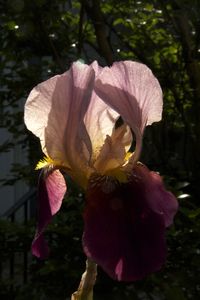 Iris 2 copyright erie chapman 2011