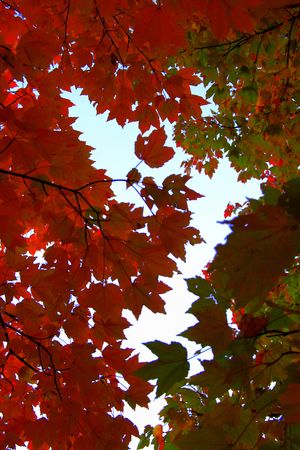 Opening to sky - copyright erie chapman 2011