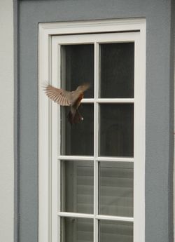 Robin against window