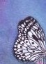 Blackbutterflywings