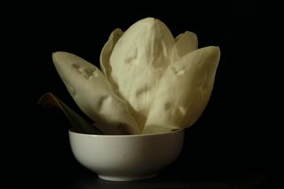 Magnolia faces may 2012