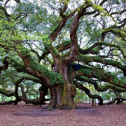 Oak tree