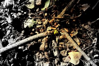 Three sticks converging - copyright erie chapman 2012