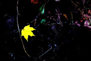 Yellow Leaf 2- copyright erie chapman 2012