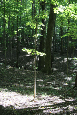 Tree Recieving Sun - copyright erie chapman 2012