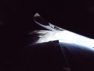 Shirt Button- Light & Dark Series copyright erie chapman 2013