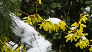 Snow on forshythia - copyright erie chapman 2013