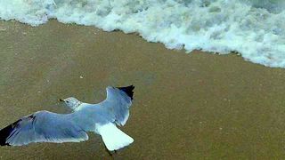 Seagull