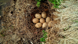 8 goose eggs 5a
