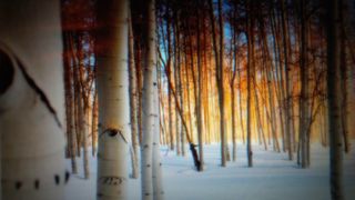 Pando 1 Aspen Colony