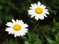 Two daisies
