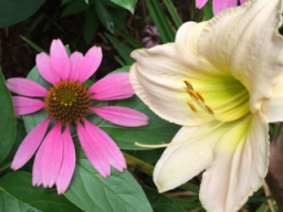 Lily speaks to cone flower - erie chapman