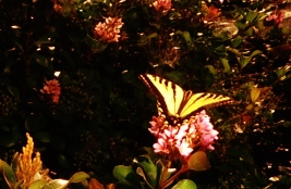 Butterfly 2