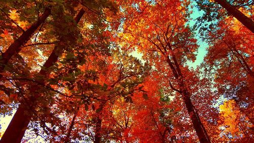 Fall 2015 Lisa Gayle