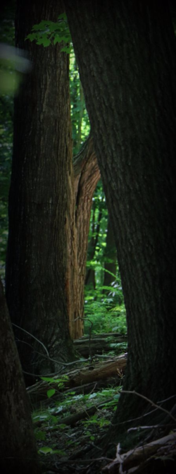Forest tunnel #2 vig