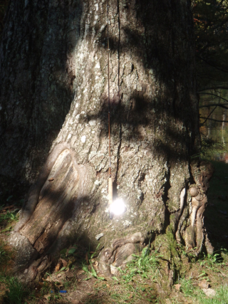 Oak Tree T. Chapman.jpg