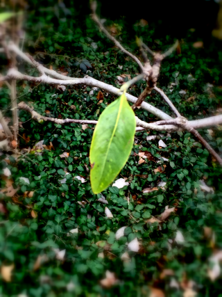 First leaf 2