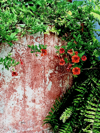 Lynnies garden pink barrel