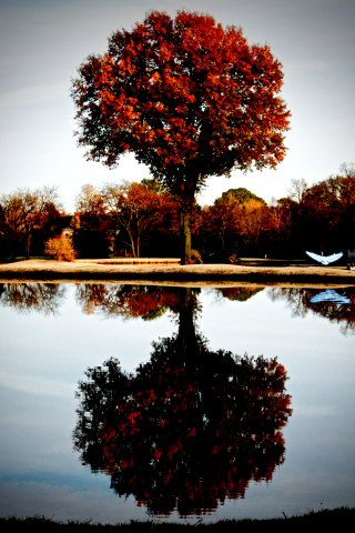Tree reflection with egret-erie chapman 2018
