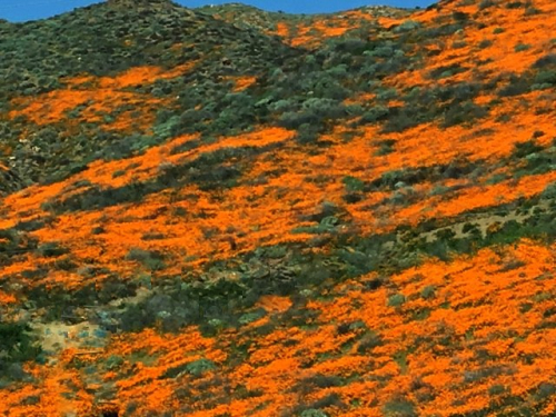 CA Poppies 2-25-2019